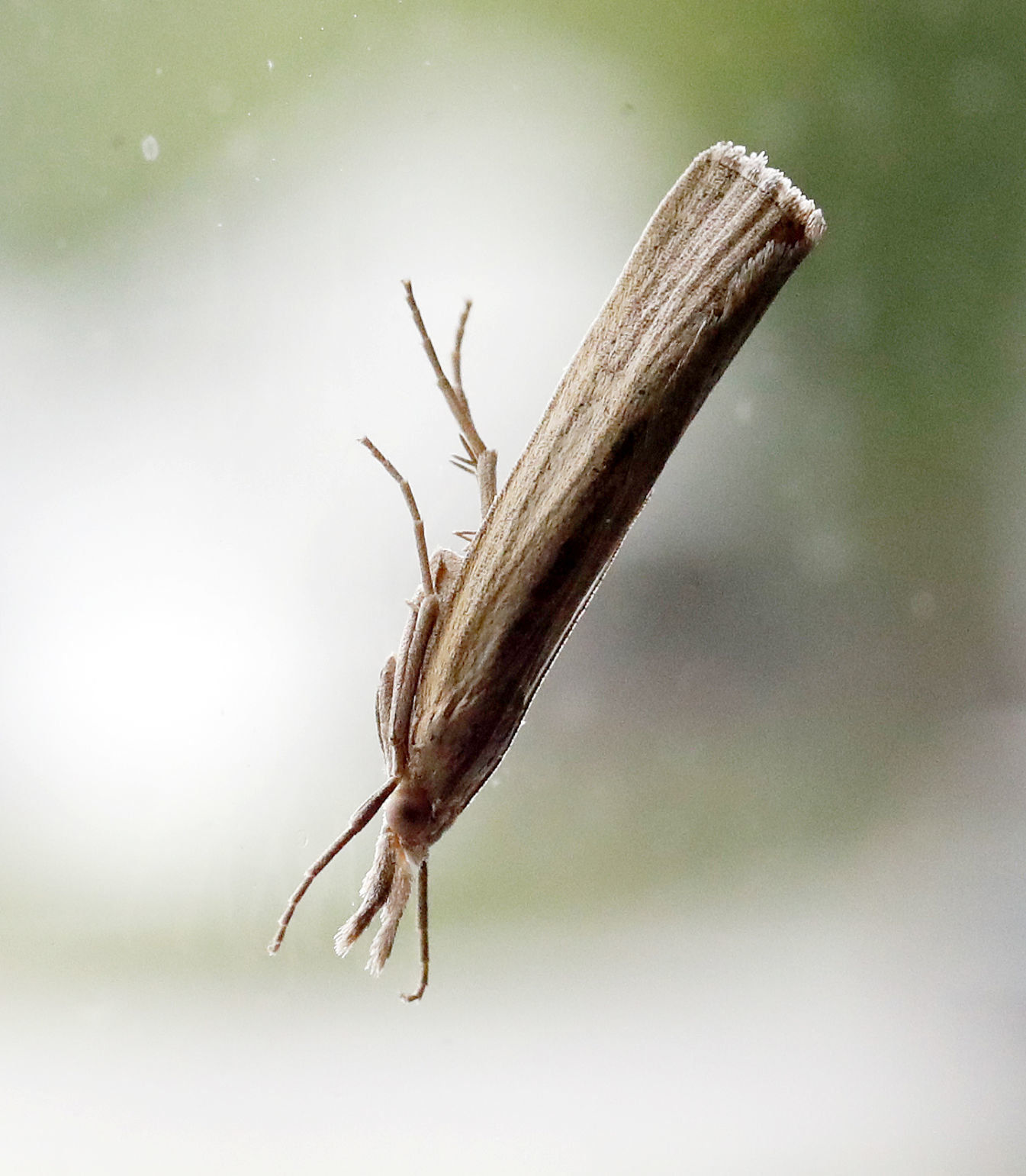 Sod webworm moth